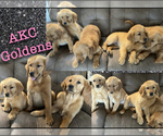 Small Photo #1 Golden Retriever Puppy For Sale in DENTON, TX, USA