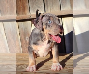 American Bully Litter for sale in SAN FRANCISCO, CA, USA