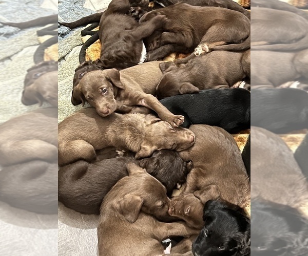 Medium Photo #1 Great Dane-Poodle (Standard) Mix Puppy For Sale in SNYDER, TX, USA