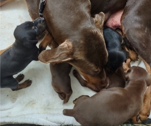 Doberman Pinscher Litter for sale in VANCOUVER, WA, USA