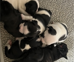 French Bulldog Litter for sale in MANCHESTER, MI, USA