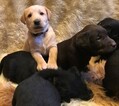 Small Photo #1 Labrador Retriever Puppy For Sale in WILLARD, MO, USA
