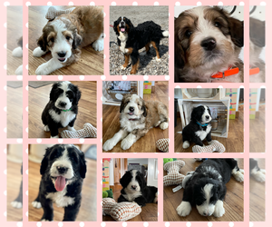 Bernedoodle-Poogle Mix Litter for sale in NAVARRE, OH, USA