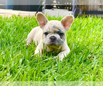 Small French Bulldog