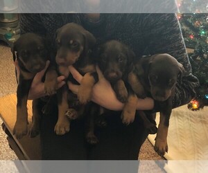 Doberman Pinscher Litter for sale in MOUNT STERLING, OH, USA