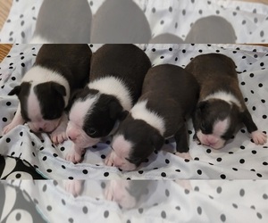 Boston Terrier Litter for sale in SUMPTER TWP, MI, USA