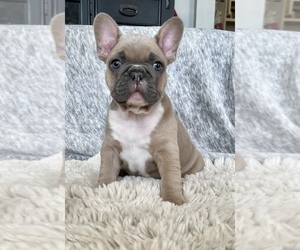 French Bulldog Litter for sale in WOODLAND, CA, USA