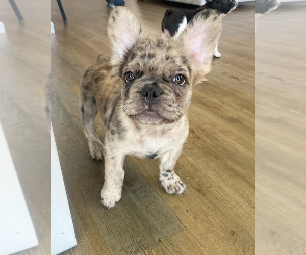 Medium Photo #1 French Bulldog Puppy For Sale in OAKLEY, CA, USA