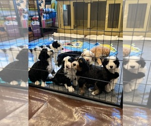 Bernedoodle Litter for sale in MIAMI BEACH, FL, USA