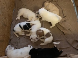 Labrenees Litter for sale in VALLEY STATION, KY, USA