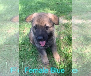 German Shepherd Dog Litter for sale in PORTSMOUTH, OH, USA