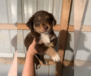 Border-Aussie Litter for sale in BONDUEL, WI, USA