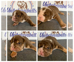 Small Photo #1 English Bulldog Puppy For Sale in CENTERVILLE, OH, USA