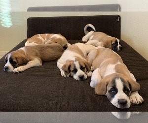 Great Pyrenees-Saint Bernard Mix Litter for sale in ALBUQUERQUE, NM, USA