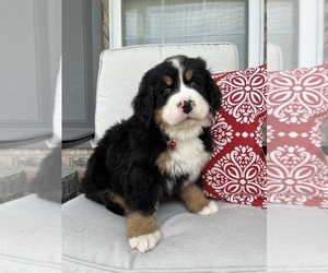 Bernese Mountain Dog Litter for sale in LONDON, KY, USA