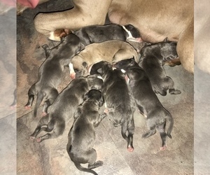 American Bully Litter for sale in SALEM, IL, USA