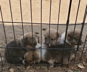 Pembroke Welsh Corgi Litter for sale in KINGMAN, AZ, USA