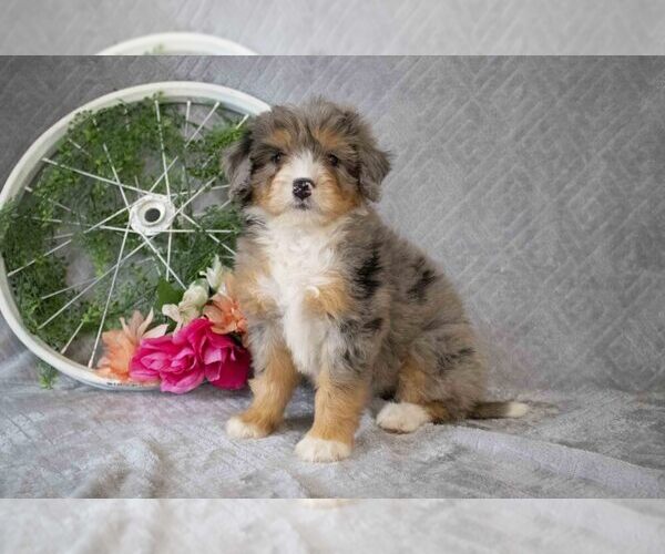 Medium Photo #1 Bernedoodle (Miniature) Puppy For Sale in MILLERSBURG, OH, USA