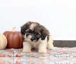Small Photo #1 Havanese Puppy For Sale in GORDONVILLE, PA, USA