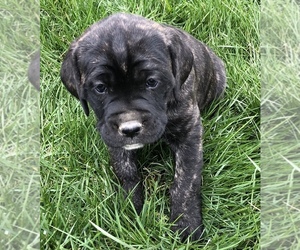 Boxer-Golden Retriever Mix Litter for sale in GOSHEN, IN, USA