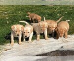 Small Photo #1 Labrador Retriever Puppy For Sale in LANDER, WY, USA