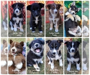 Border Collie-Pomsky Mix Litter for sale in SANDY, OR, USA