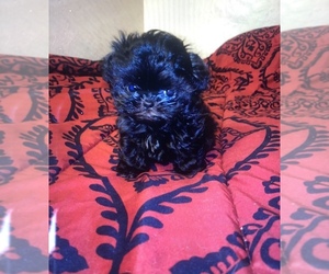 Shih Tzu Litter for sale in POPLAR, CA, USA