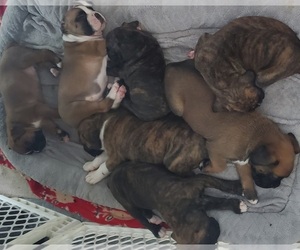 Boxer Litter for sale in MITCHELL, IN, USA