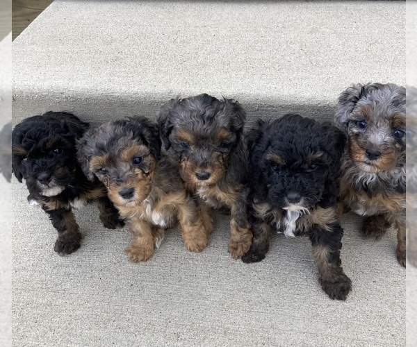 Medium Photo #1 Poodle (Miniature) Puppy For Sale in APPLE CREEK, OH, USA