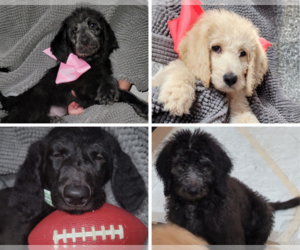 Labradoodle Litter for sale in DOTHAN, AL, USA