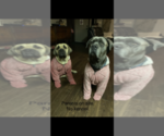 Small Photo #1 Cane Corso Puppy For Sale in SLIGO, PA, USA