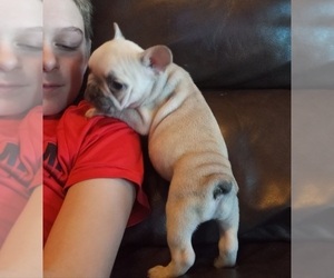French Bulldog Litter for sale in STOCKTON, MO, USA