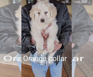 Great Pyrenees-Maremma Sheepdog Mix Litter for sale in MONTROSE, CO, USA