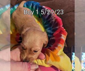 Dachshund Litter for sale in BILLINGS, MO, USA