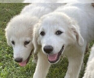 Great Pyrenees Litter for sale in MULLIN, TX, USA