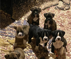 Boxer Litter for sale in ALLEGHENY, PA, USA