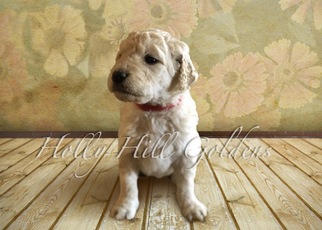 Goldendoodle Litter for sale in CLIMAX, NC, USA