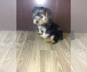 Yorkshire Terrier Litter for sale in LAPEER, MI, USA