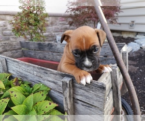 Boxer Litter for sale in FRYSTOWN, PA, USA