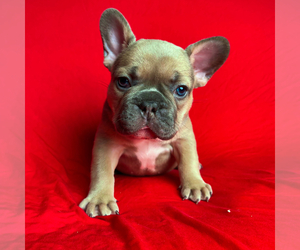 French Bulldog Litter for sale in DOUGLASVILLE, GA, USA