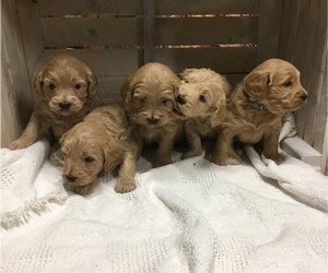 Goldendoodle (Miniature) Litter for sale in NARVON, PA, USA