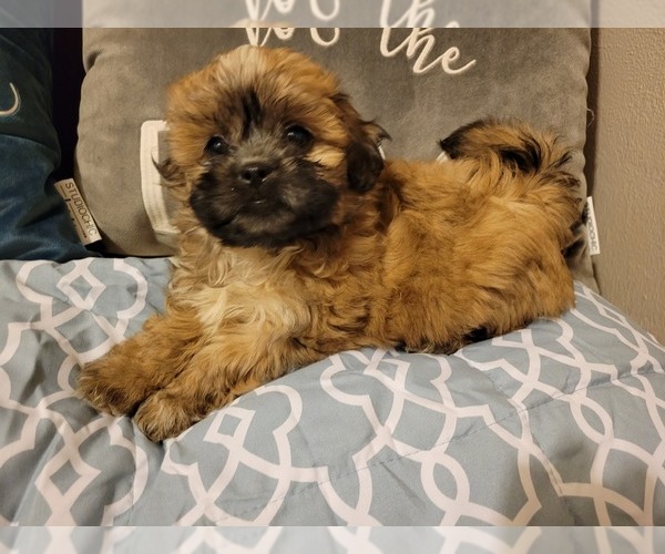 Medium Photo #1 Zuchon Puppy For Sale in SHAWNEE, KS, USA