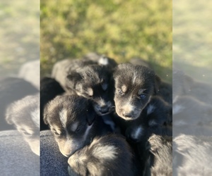 Goldendoodle-Siberian Husky Mix Litter for sale in HAMILTON, OH, USA