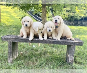 English Cream Golden Retriever Litter for sale in STRASBURG, PA, USA