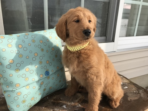 Medium Photo #1 Goldendoodle Puppy For Sale in WOODBURN, IN, USA