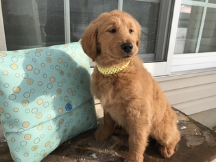 Goldendoodle Litter for sale in WOODBURN, IN, USA