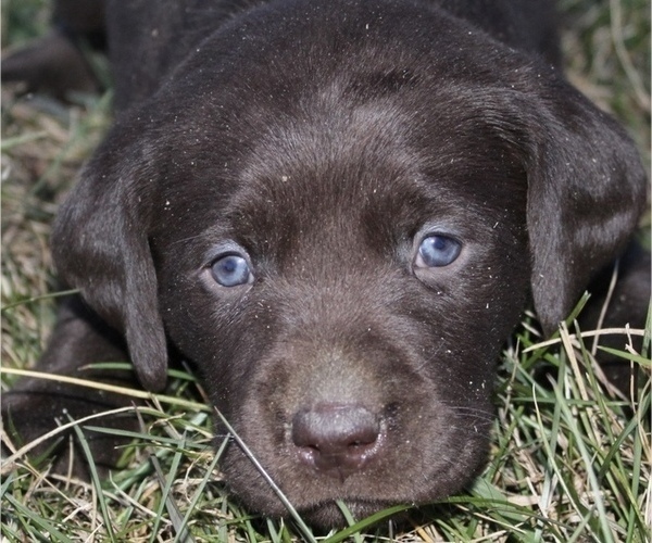 Medium Photo #1 Labrador Retriever Puppy For Sale in MANSFIELD, MO, USA