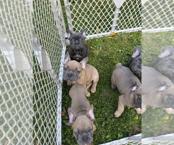 Medium Photo #1 French Bulldog Puppy For Sale in WAMPUM, PA, USA