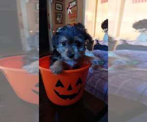 Yorkshire Terrier Litter for sale in SPRINGFIELD, MO, USA