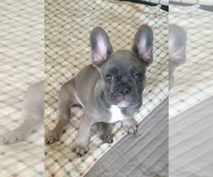 French Bulldog Litter for sale in SURPRISE, AZ, USA